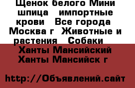 Щенок белого Мини шпица , импортные крови - Все города, Москва г. Животные и растения » Собаки   . Ханты-Мансийский,Ханты-Мансийск г.